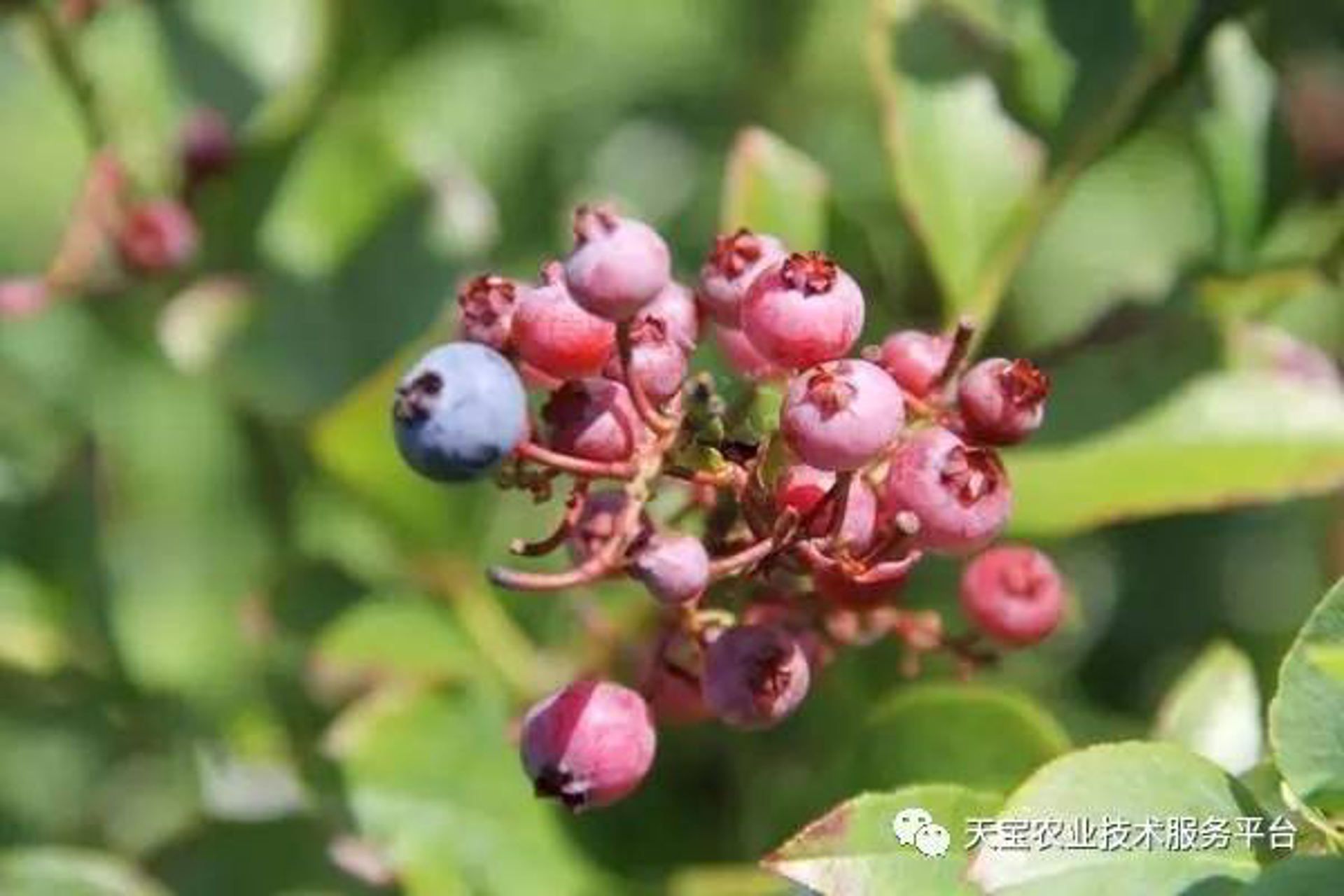 金百瑞果业